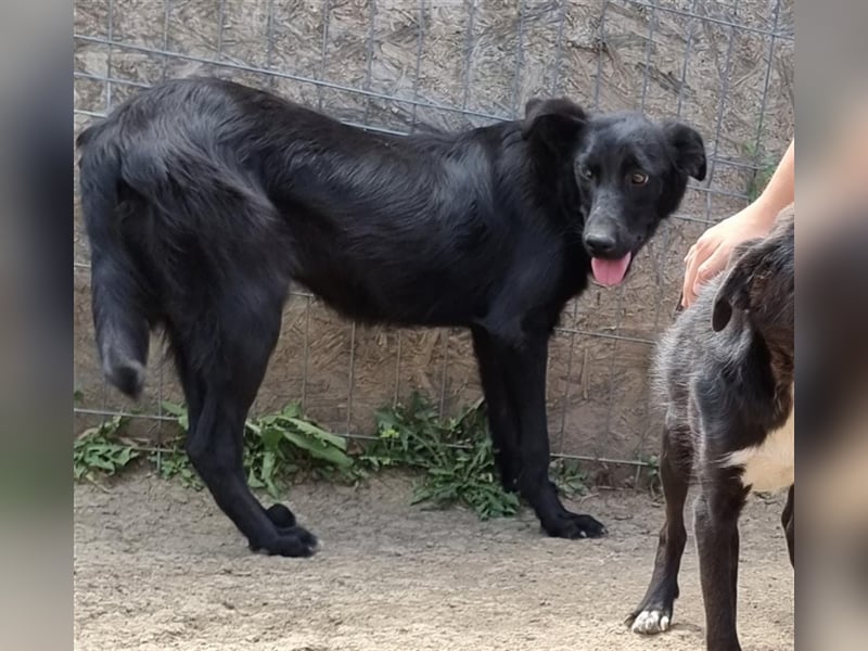 Harriet - freundlich und verträglich