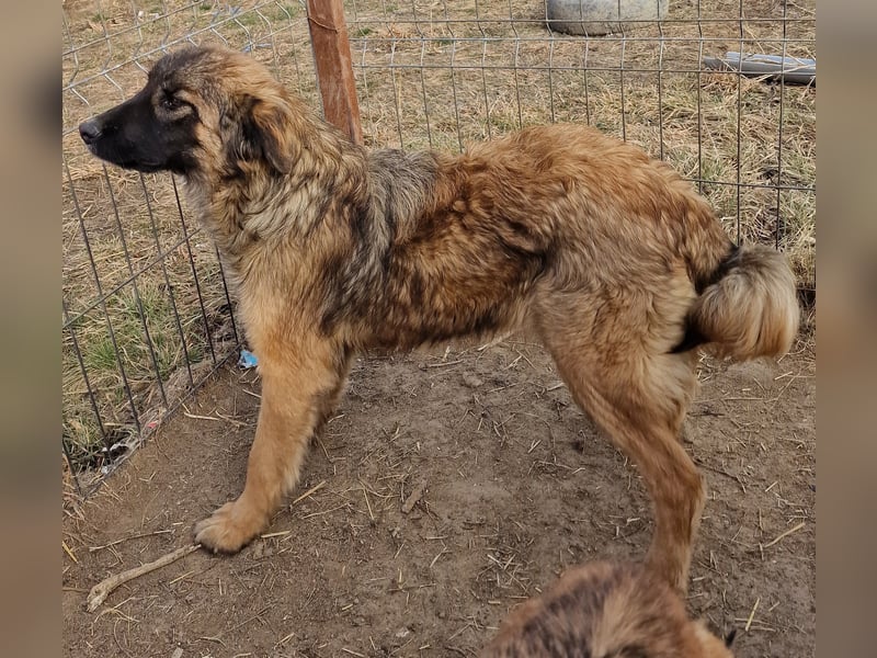 Peach - freundlich und verträglich