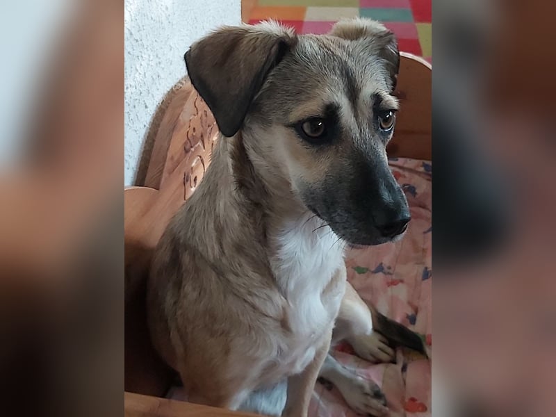 Caya - freundlich und verschmust - BEREITS IN DEUTSCHLAND