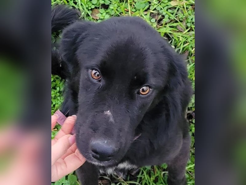 Pluto - freundlich und verschmust