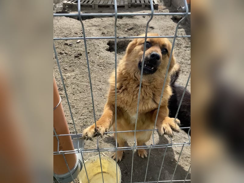 Tanuka - neugierig und interessiert