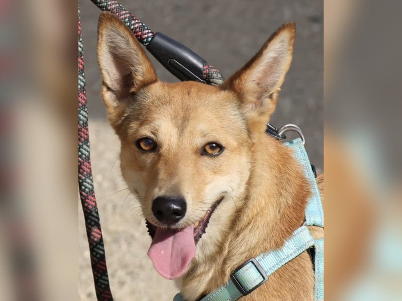 Aqua - freundlich, zuraulich und lässt sich gerne anfassen