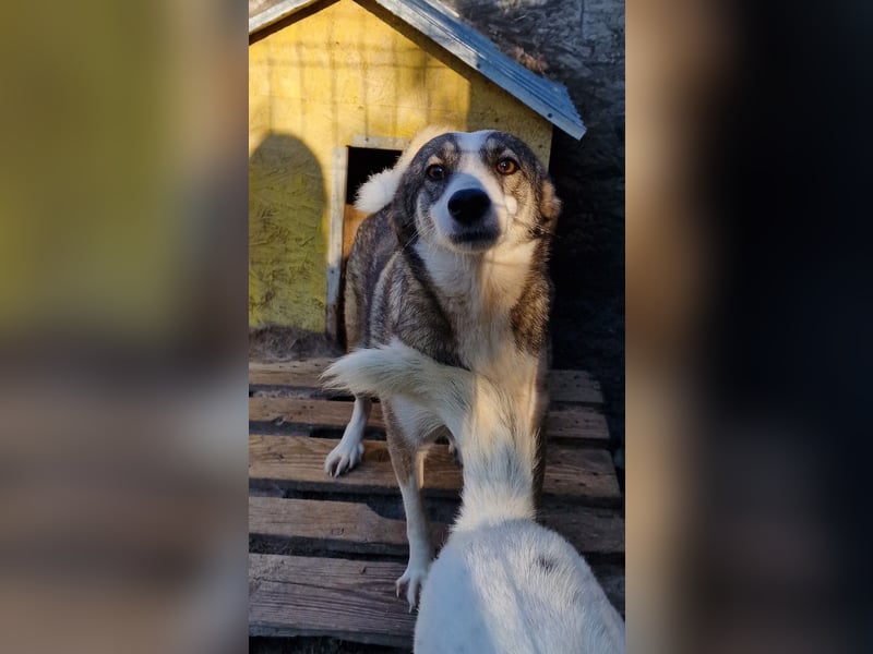 Inka - schüchtern und verträglich