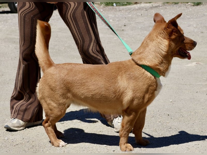 Nala - vertraut den Menschen und lebensfreudig