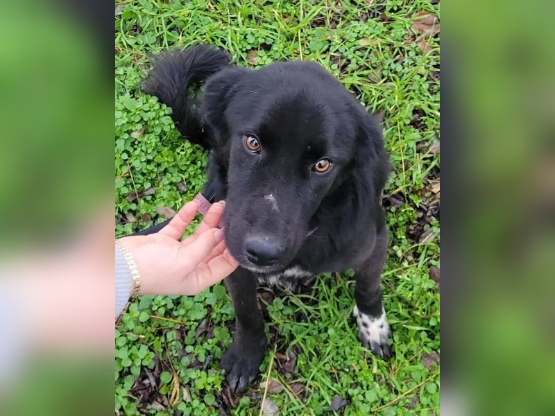 Pluto - freundlich und verschmust