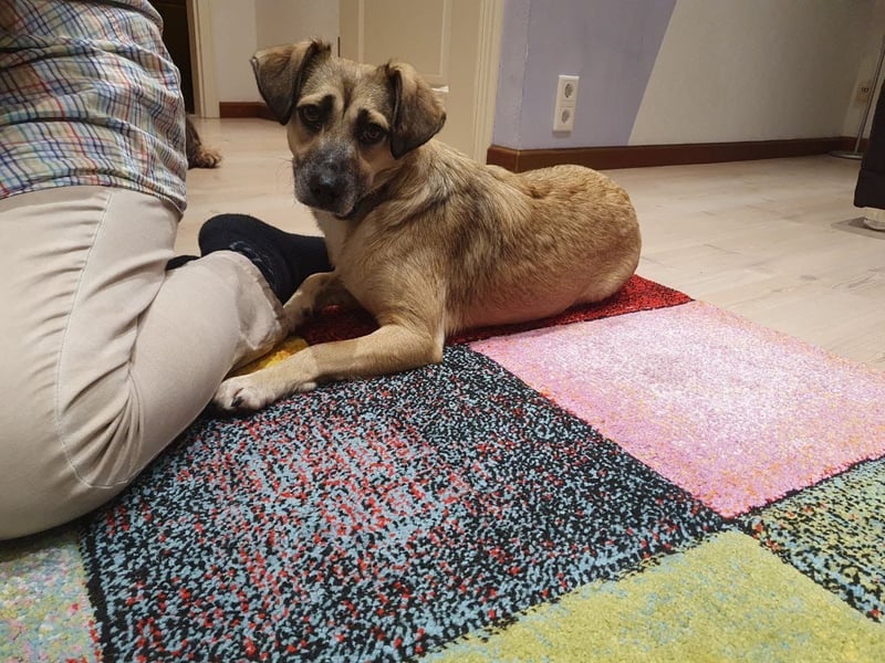 Caya - freundlich und verschmust - BEREITS IN DEUTSCHLAND