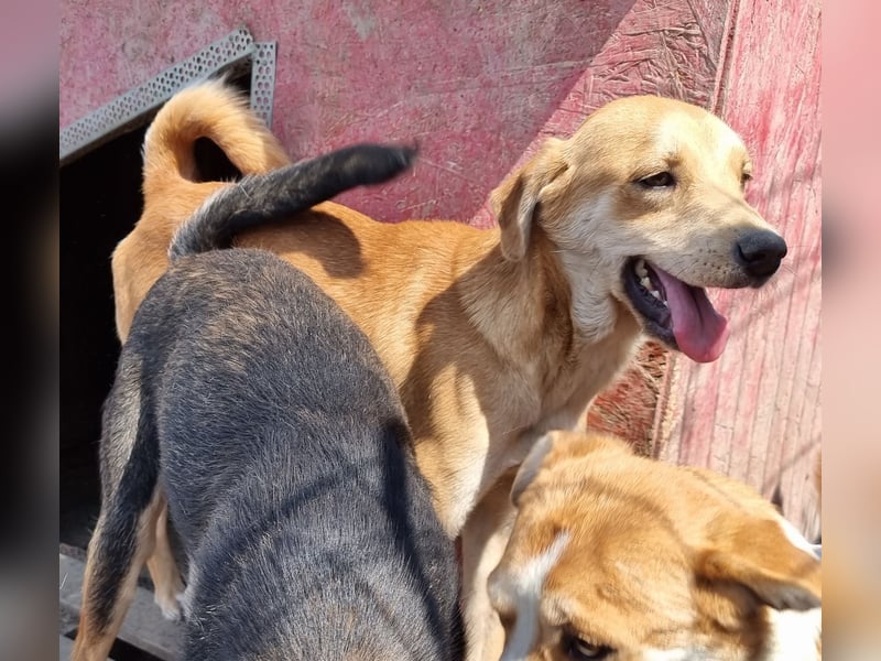 Findus - neugierig und verschmust