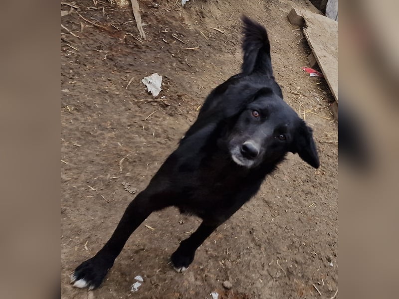 Lance - verträglich und vorsichtig