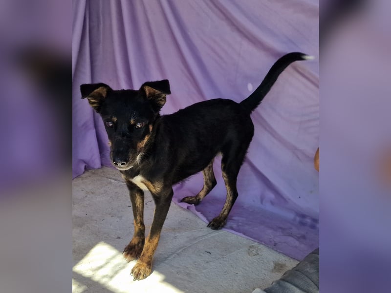 Melvin - verspielt und freundlich