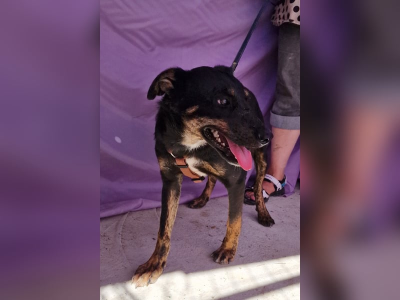 Melvin - neugierig und verspielt