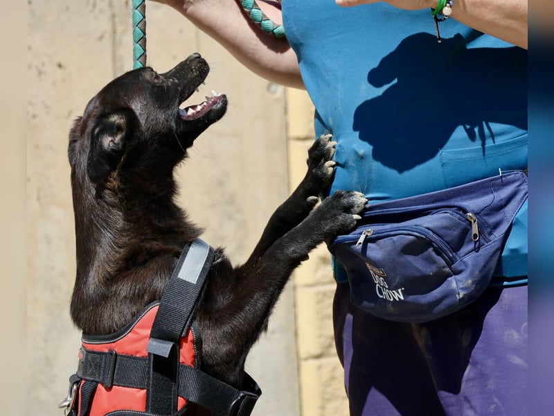 Bruno, sehr verschmust, neugierig, offen