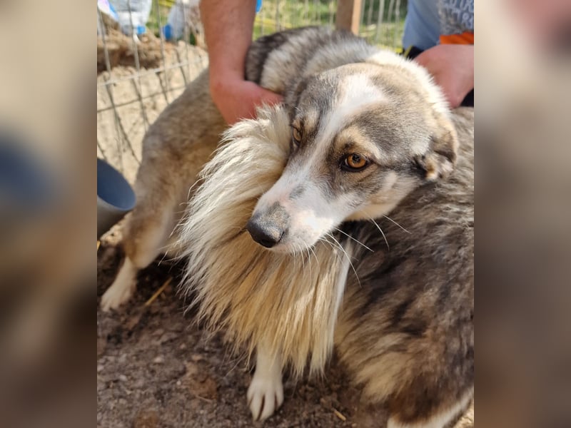 Inka - vorsichtig und verträglich