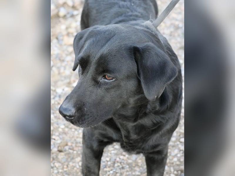 Liliana - schmust gerne, zutraulich und offen