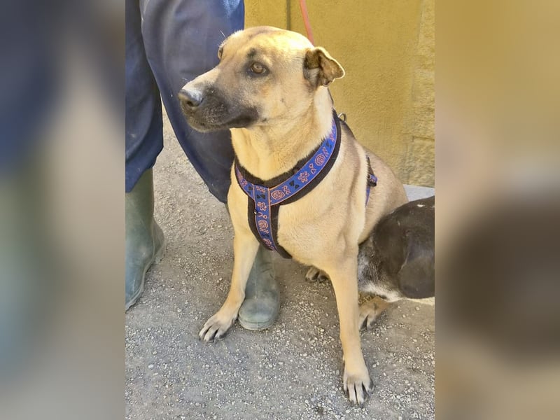 Rosie - freudlich, lernwillig und verschmust