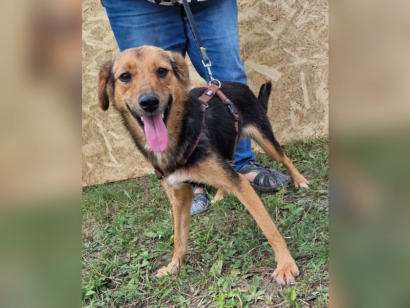 Juniper - jung und neugierig