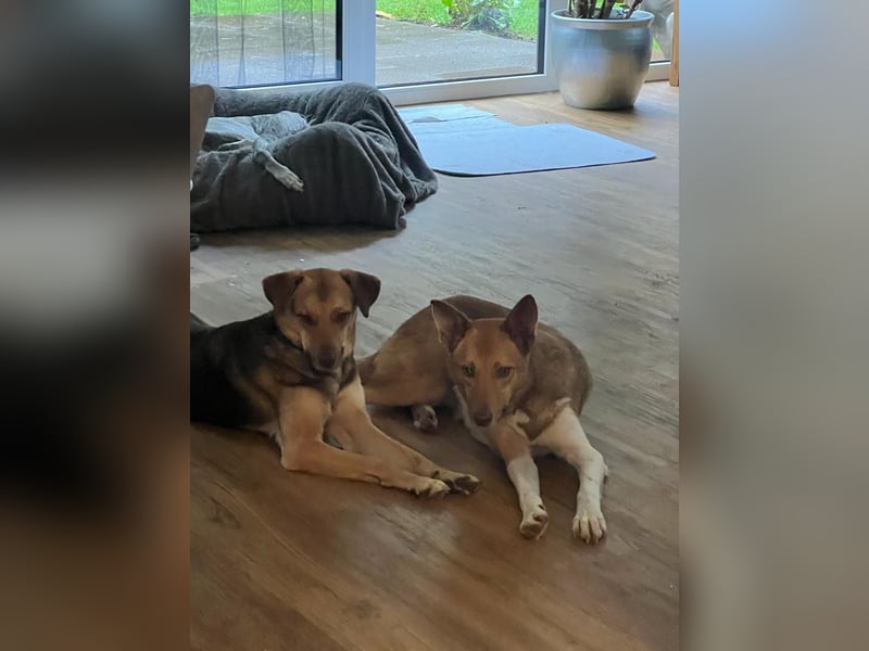 Andorra - freundlich und verträglich - BEREITS IN DEUTSCHLAND