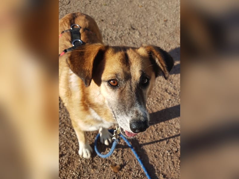 Violet - entspannt und menschenbezogen - BEREITS IN DEUTSCHLAND