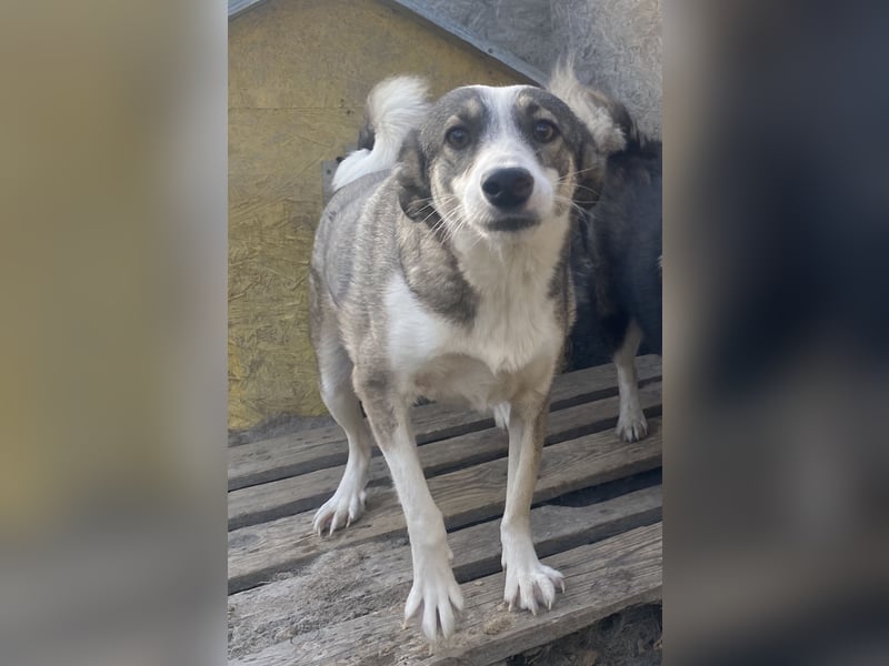 Inka - vorsichtig und verträglich