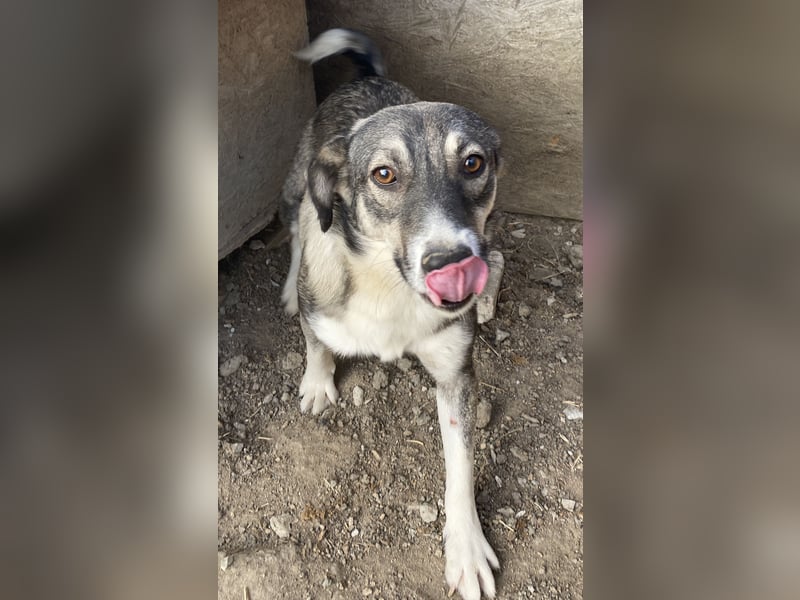 Gibbs - neugierig und aufmerksam