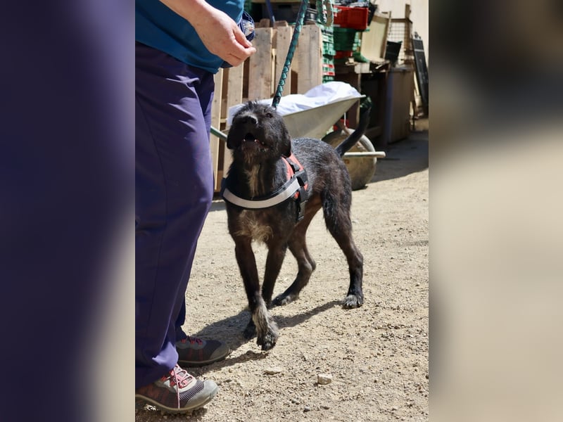 Jack - verschmusst, offen und freundlich