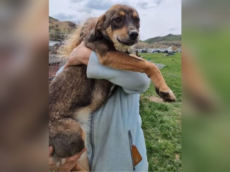 Maddy - freundlich und verschmust