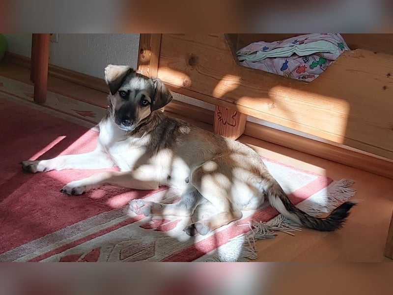 Caya - freundlich und verschmust - BEREITS IN DEUTSCHLAND