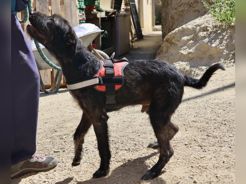 Jack - verschmust, freundlich und aufmerksam