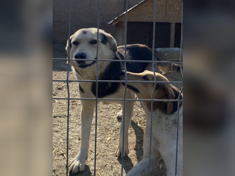 Liyana - interessiert und verträglich