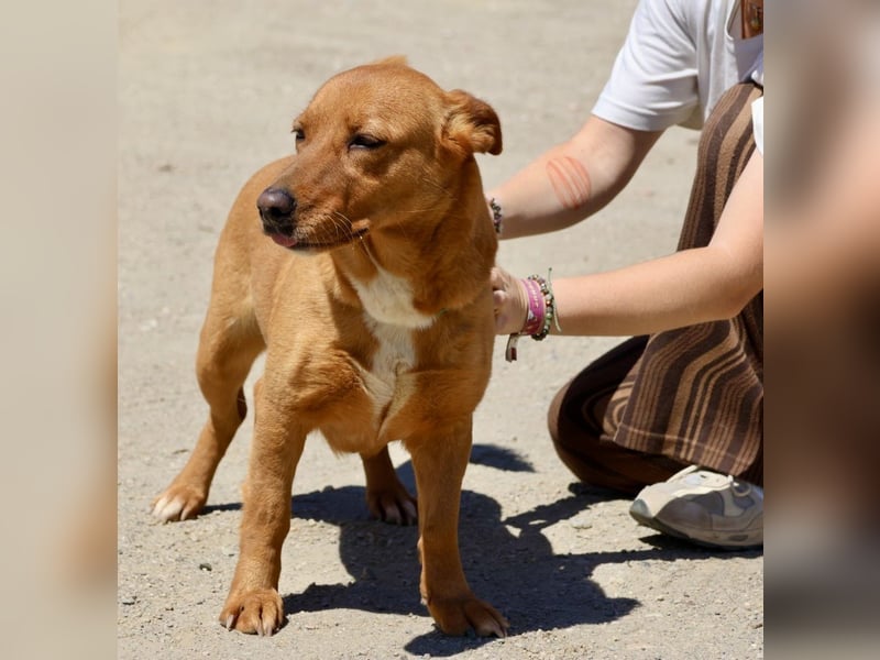 Nala, klug, lebensfreudig, aufgeschlossen