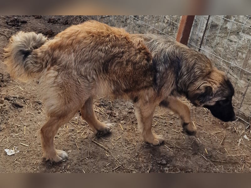 Peach - freundlich und verträglich