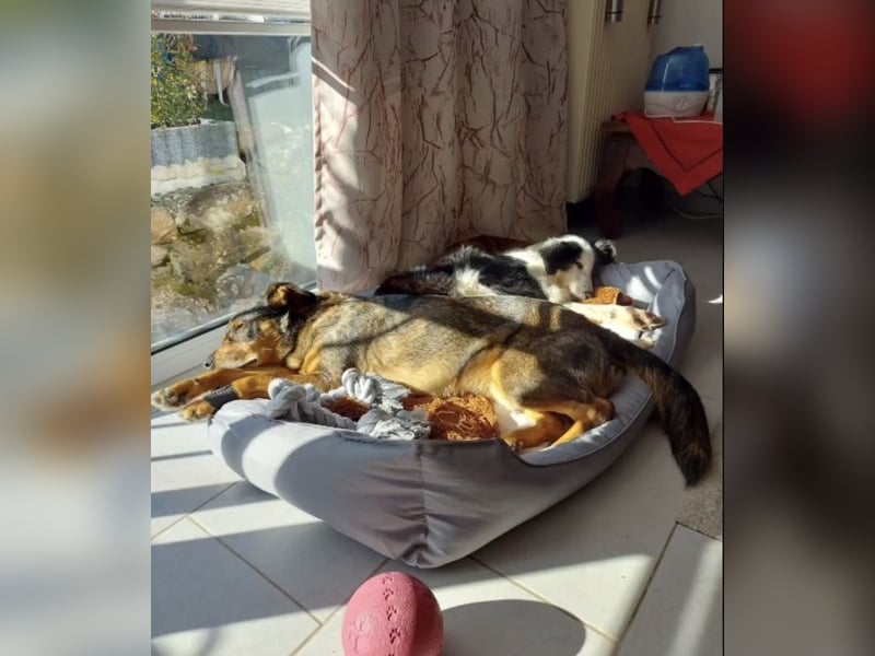 Lilli - verschmust und lernwillig -BEREITS IN DEUTSCHLAND