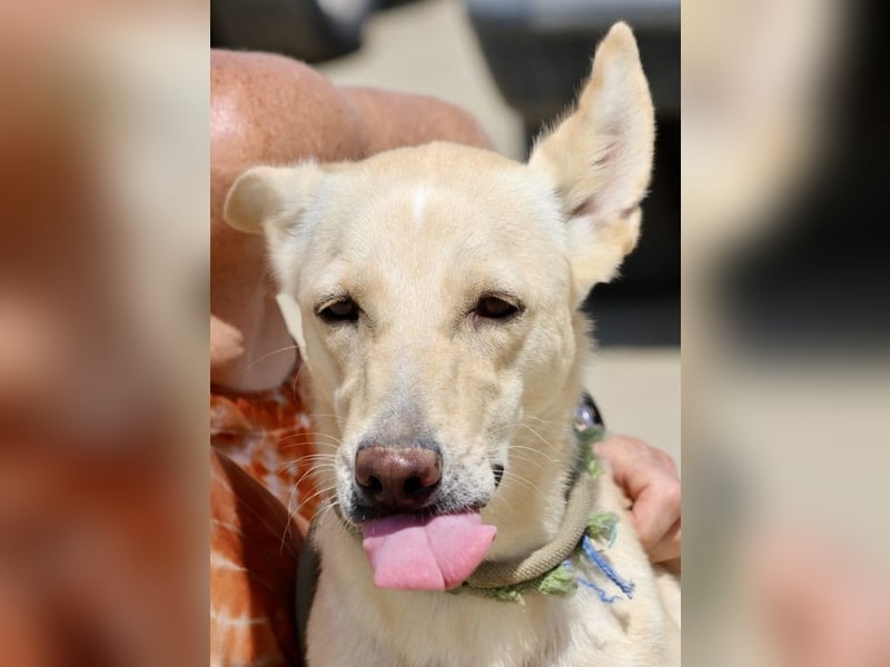 Susi - lernwillig, klug und zugänglich