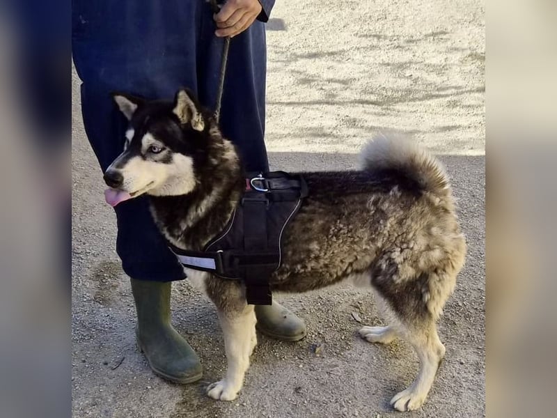 Jacki - neugierig, klug und verschmust RESERVIERT