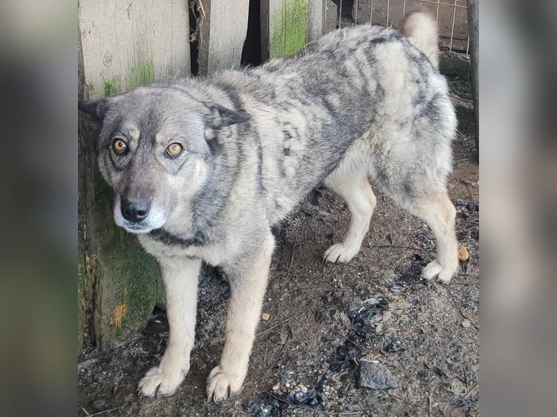 Lolita - freundlich und neugierig