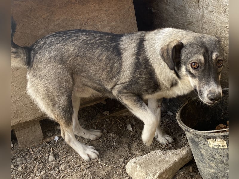 Gibbs - neugierig und aufmerksam