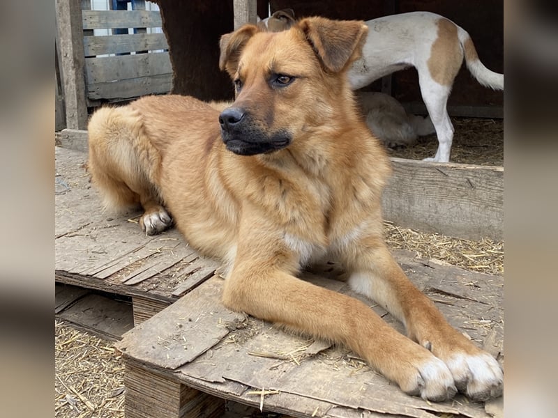 Hazel - aufgeschlossen und neugierig