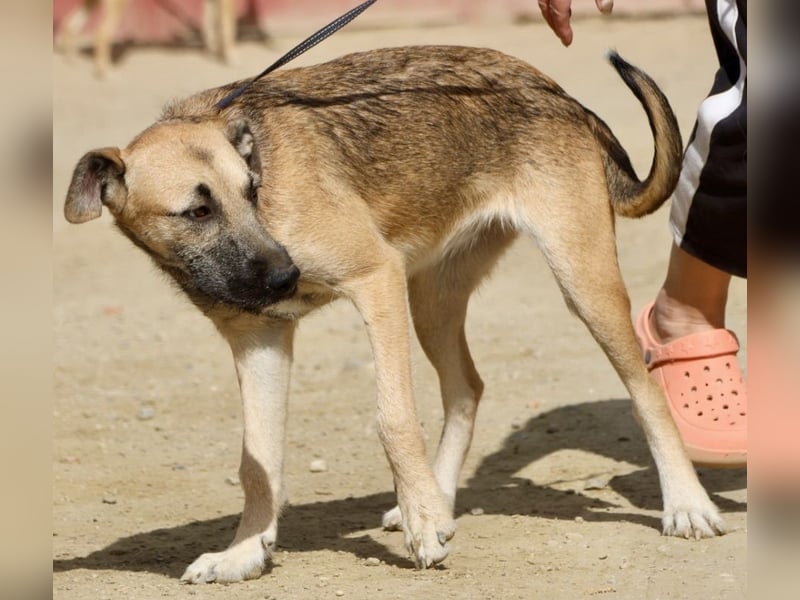 Nata - lernwillig, liebevoll  und für Famillien geeignet