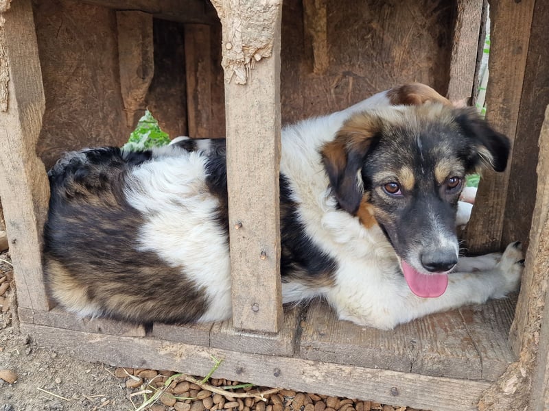 Gretchen - interessiert und verträglich
