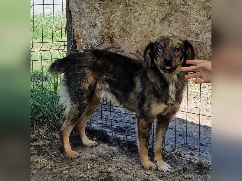 Azul - verträglich und lernwillig