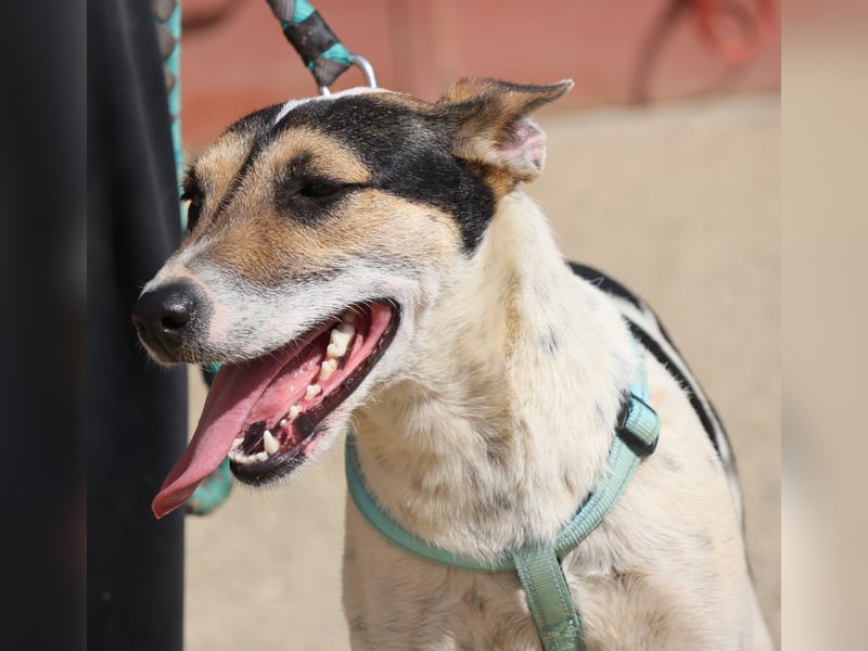 Paquito - freundlich, neugierig und verträglich