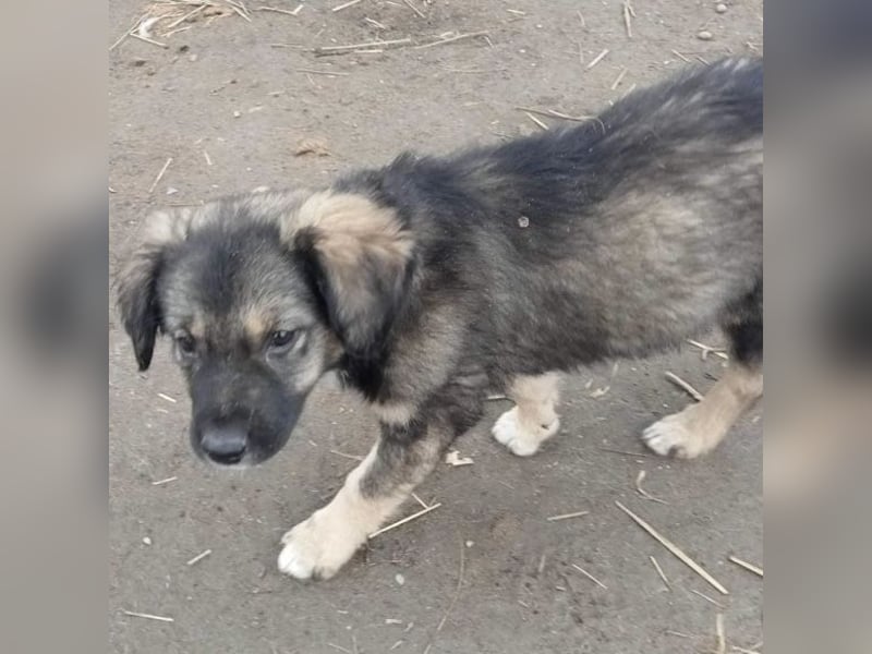 Gismo - verträglich und schüchtern