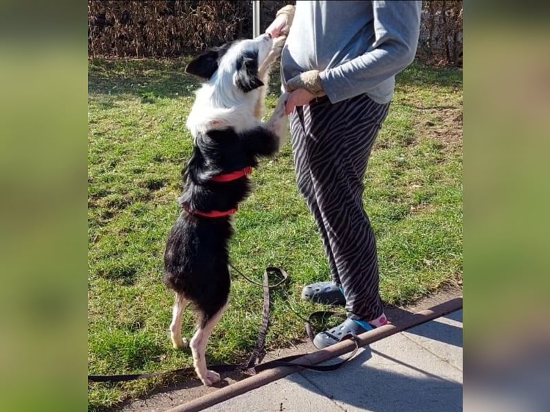 Lilli - verschmust und lernwillig -BEREITS IN DEUTSCHLAND