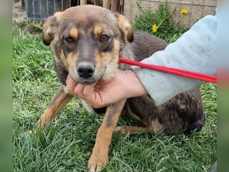 Maddy - freundlich und lernwillig