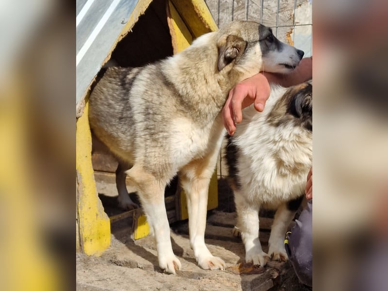 Inka - vorsichtig und verträglich