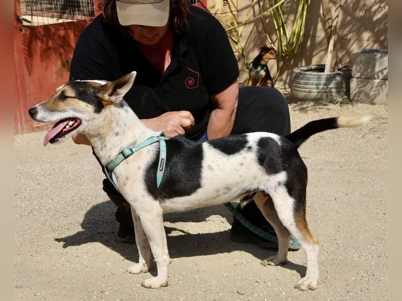 Paquito, aufmerksam, offen, freundlich