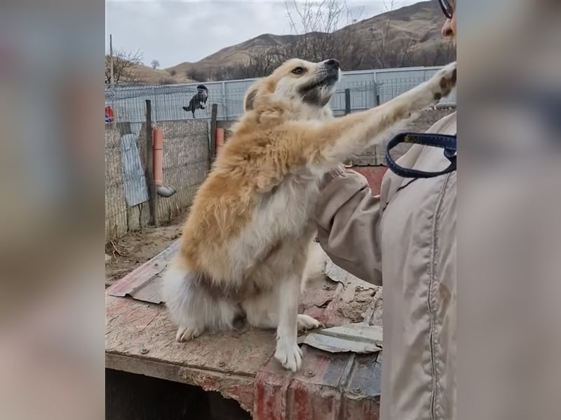 Magic - verschmust und zutraulich