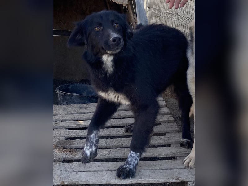 Cindy - verschmust und interessiert