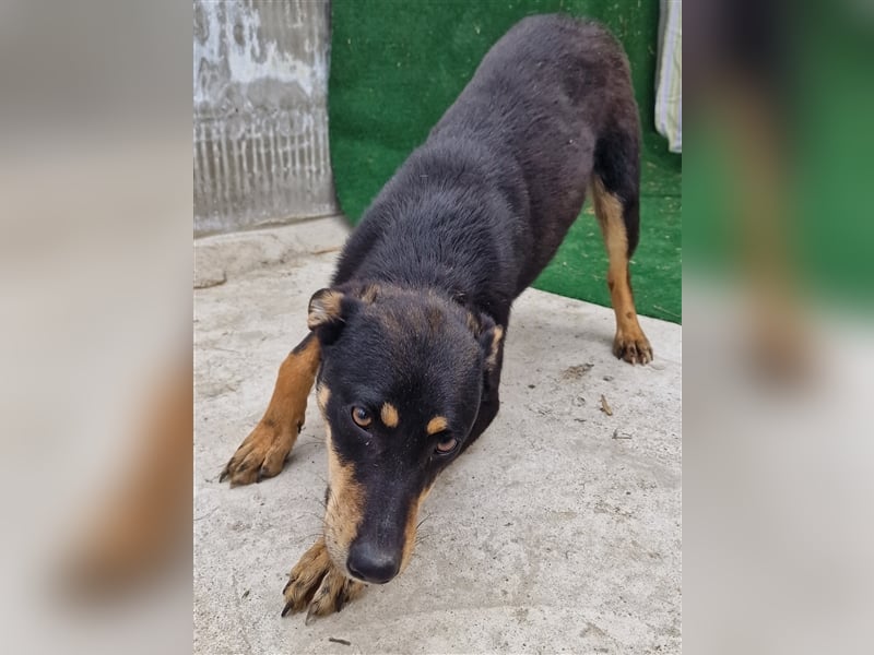 Linus - verträglich und vorsichtig