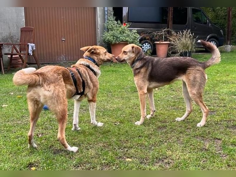 Andorra - freundlich und leinenführig - BEREITS IN DEUTSCHLAND