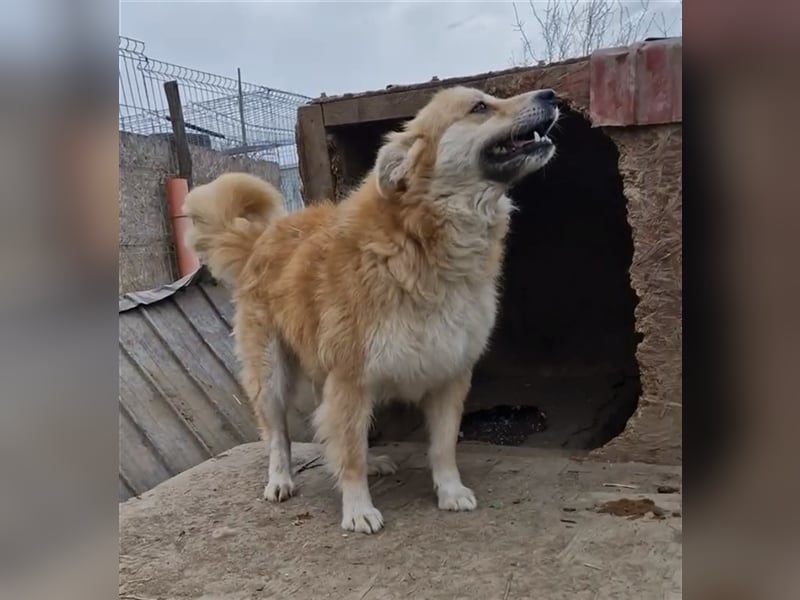 Magic - verschmust und zutraulich